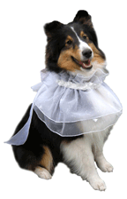 Formal wear and wedding attire for dogs - bowties, neckties and fancy shirt style dog collars