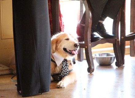 Linus Service Dog wearing Designer Dog Clothes